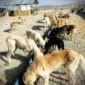 Aid Project 189 – Helping strays in Turkey
